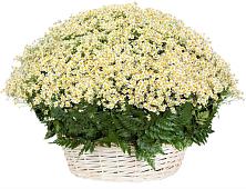 Цветочная композиция из Ромашки в корзине #REPLACE_PRED# Гусеве
